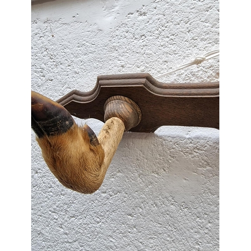 1112 - Taxidermy: an oak mounted hoof coat hook, 55cm wide.