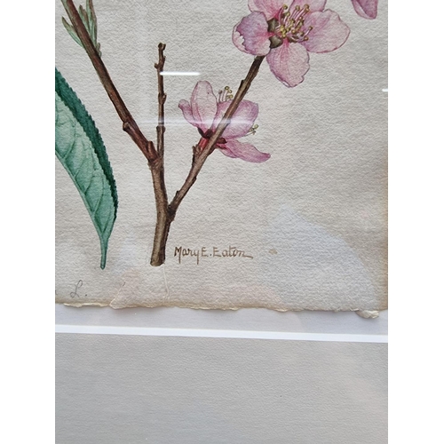 1125 - Mary E Eaton, branches in blossom, a pair, each signed and inscribed, watercolour, 25 x 17cm. (2)... 