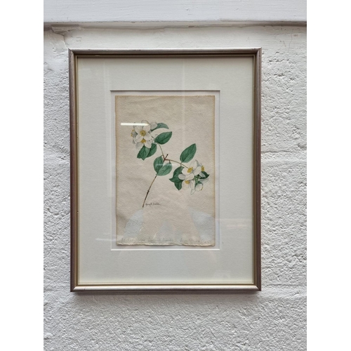 1125 - Mary E Eaton, branches in blossom, a pair, each signed and inscribed, watercolour, 25 x 17cm. (2)... 