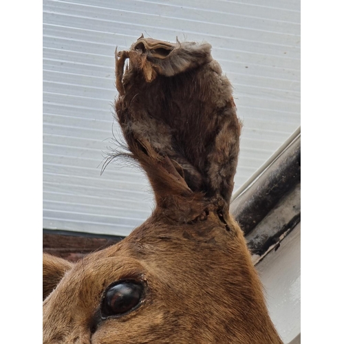 1171 - Taxidermy: a deer's head, on oak shield mount.