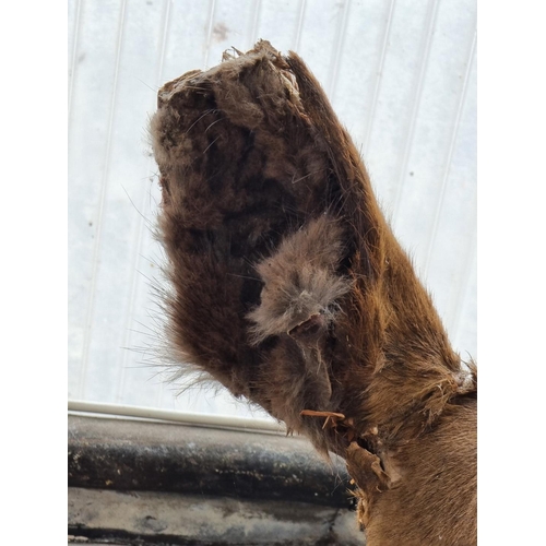 1171 - Taxidermy: a deer's head, on oak shield mount.