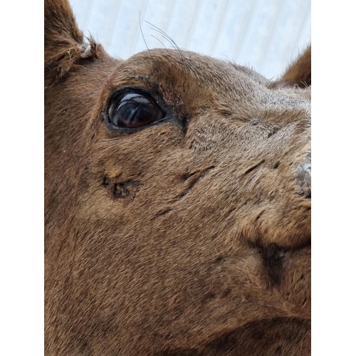 1171 - Taxidermy: a deer's head, on oak shield mount.