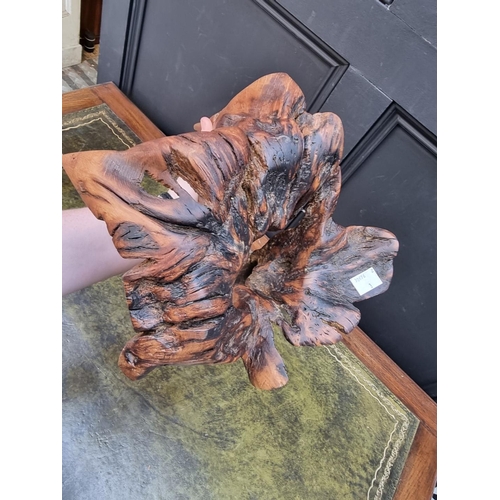 1047 - A yew rootwood sculpture, 36.5cm high.
