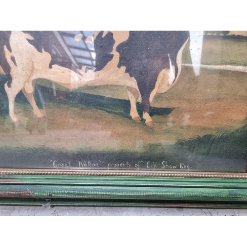 1198 - English School, 'Great Walton, Property of C V Shaw Esq', a prize cow, watercolour, 36 x 50cm. ... 