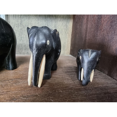 1446 - A matched set of eight graduated ebony and bone elephants, largest 17.5cm high.