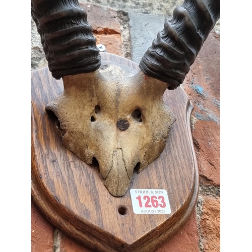 1263 - Taxidermy: a pair of African horns, probably Waterbuck, with partial skull, on oak shield labelled '... 