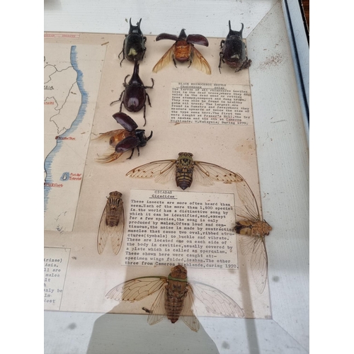 1734 - Taxidermy: seven cases of butterflies, moths, beetles, and other invertebrates, largest 44 x 64... 