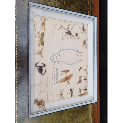 1734 - Taxidermy: seven cases of butterflies, moths, beetles, and other invertebrates, largest 44 x 64... 