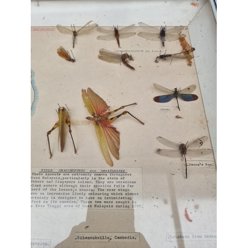 1734 - Taxidermy: seven cases of butterflies, moths, beetles, and other invertebrates, largest 44 x 64... 