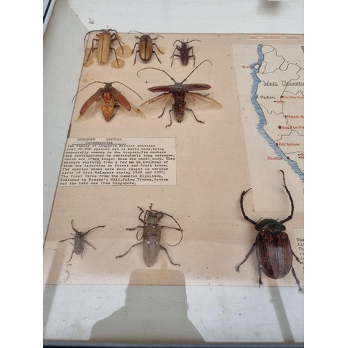 1734 - Taxidermy: seven cases of butterflies, moths, beetles, and other invertebrates, largest 44 x 64... 