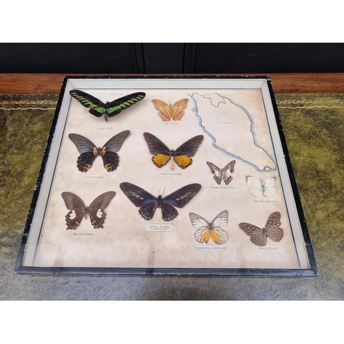 1734 - Taxidermy: seven cases of butterflies, moths, beetles, and other invertebrates, largest 44 x 64... 