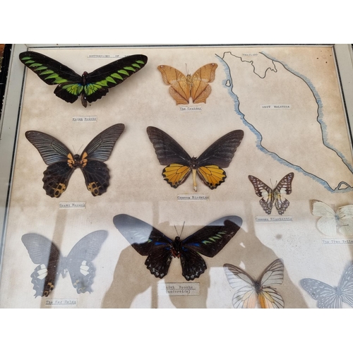 1734 - Taxidermy: seven cases of butterflies, moths, beetles, and other invertebrates, largest 44 x 64... 