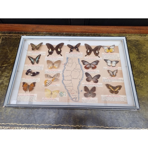 1734 - Taxidermy: seven cases of butterflies, moths, beetles, and other invertebrates, largest 44 x 64... 