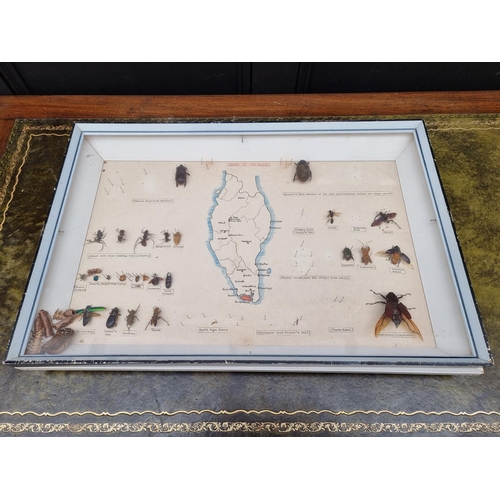 1734 - Taxidermy: seven cases of butterflies, moths, beetles, and other invertebrates, largest 44 x 64... 