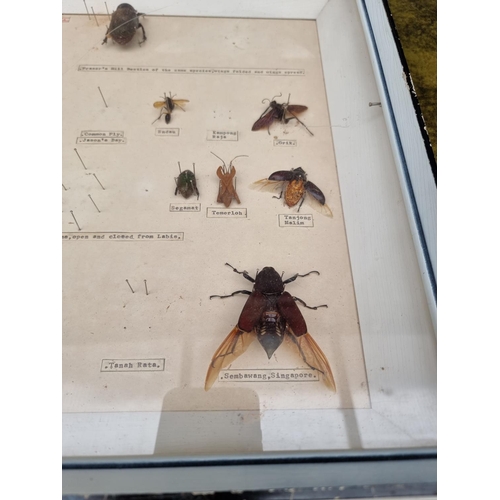 1734 - Taxidermy: seven cases of butterflies, moths, beetles, and other invertebrates, largest 44 x 64... 