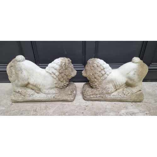 1126 - A pair of composition stone recumbent lions, 55cm long.