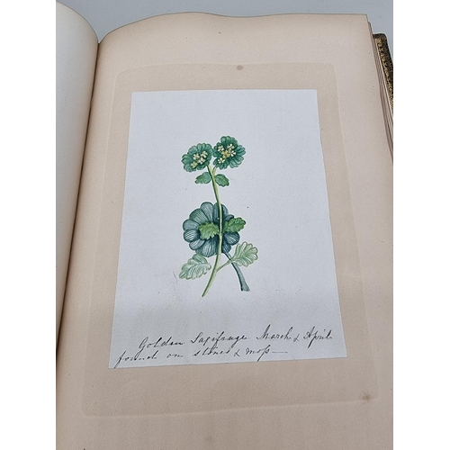 525 - BOTANICAL WATERCOLOURS: a 19th century album containing 30 watercolours of flowers and botanica... 