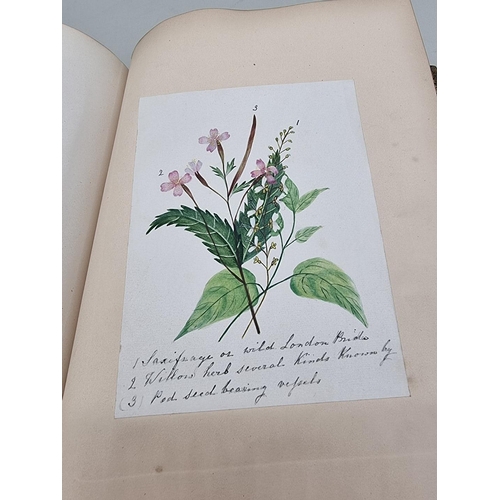 525 - BOTANICAL WATERCOLOURS: a 19th century album containing 30 watercolours of flowers and botanica... 