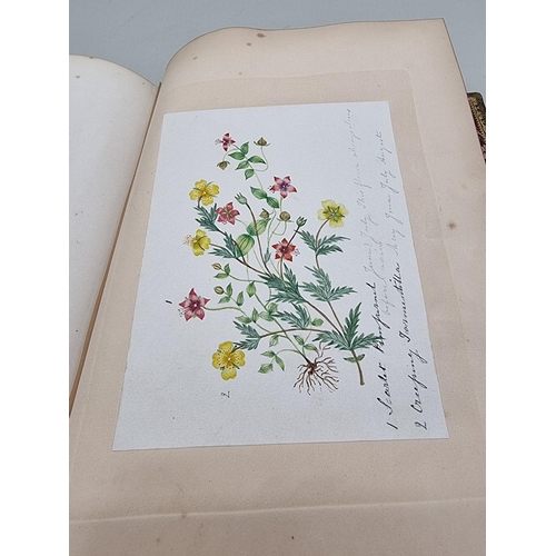 525 - BOTANICAL WATERCOLOURS: a 19th century album containing 30 watercolours of flowers and botanica... 