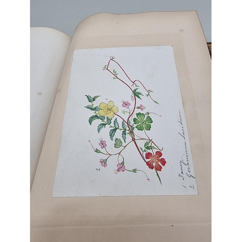 525 - BOTANICAL WATERCOLOURS: a 19th century album containing 30 watercolours of flowers and botanica... 