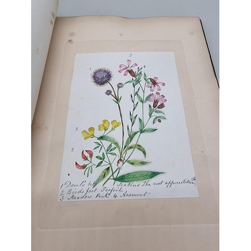 525 - BOTANICAL WATERCOLOURS: a 19th century album containing 30 watercolours of flowers and botanica... 