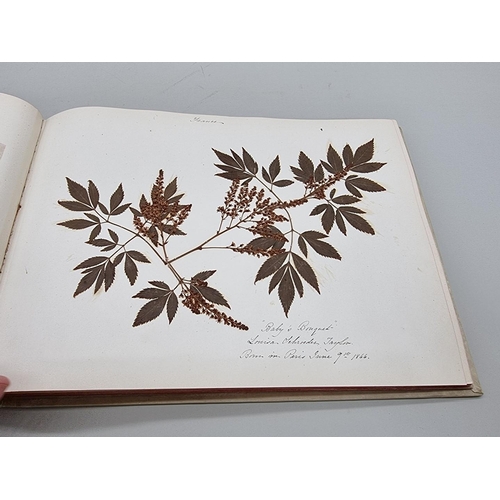 529 - DRIED FLOWER ALBUM: album of dried flower arrangements collected from around Europe 1866. 52pp ... 