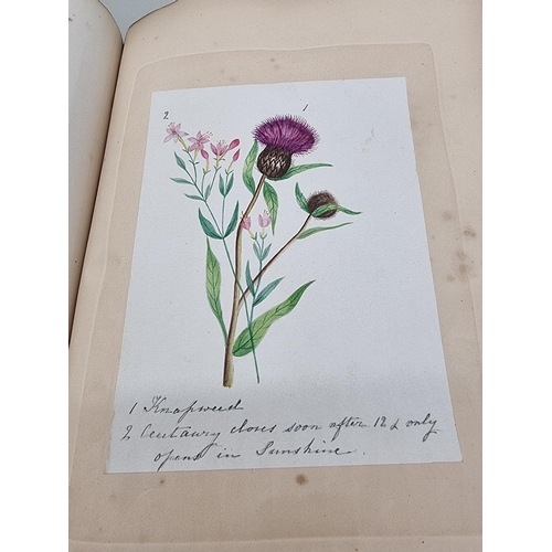 525 - BOTANICAL WATERCOLOURS: a 19th century album containing 30 watercolours of flowers and botanica... 