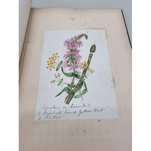 525 - BOTANICAL WATERCOLOURS: a 19th century album containing 30 watercolours of flowers and botanica... 