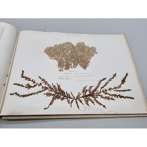 529 - DRIED FLOWER ALBUM: album of dried flower arrangements collected from around Europe 1866. 52pp ... 