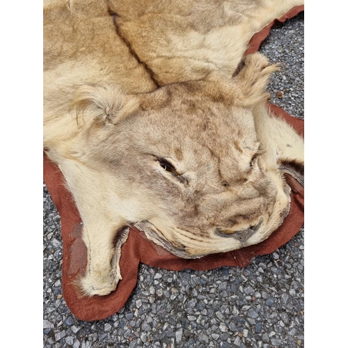 1548 - Taxidermy: a Lion skin rug, 250 x 195cm; together with another smaller Leopard skin example, (a.f.).... 