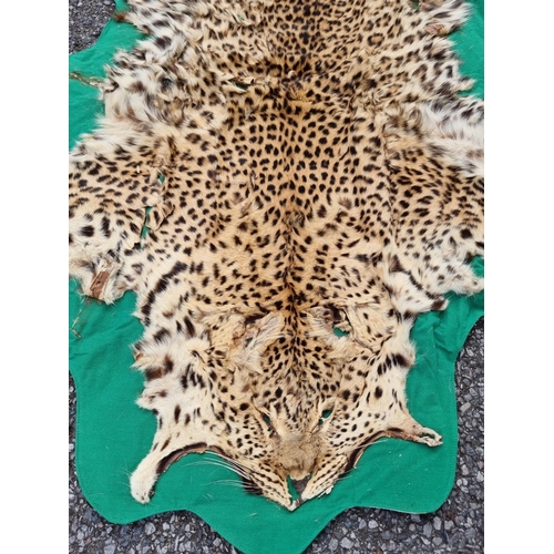 1548 - Taxidermy: a Lion skin rug, 250 x 195cm; together with another smaller Leopard skin example, (a.f.).... 