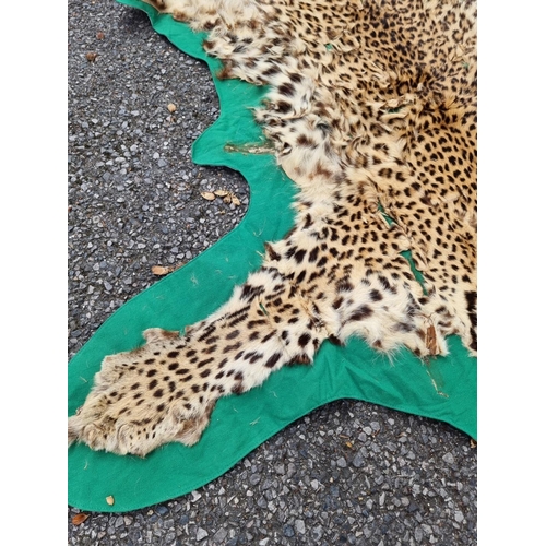 1548 - Taxidermy: a Lion skin rug, 250 x 195cm; together with another smaller Leopard skin example, (a.f.).... 