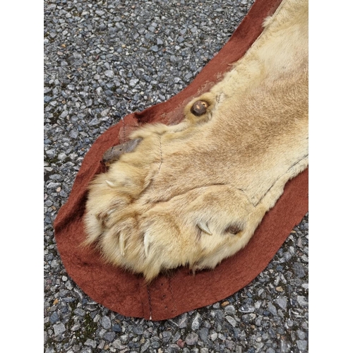 1548 - Taxidermy: a Lion skin rug, 250 x 195cm; together with another smaller Leopard skin example, (a.f.).... 