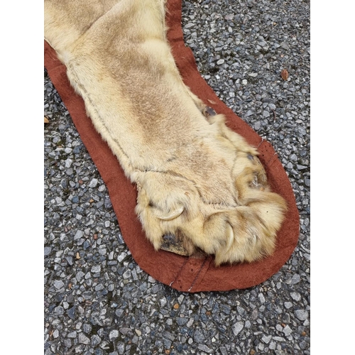 1548 - Taxidermy: a Lion skin rug, 250 x 195cm; together with another smaller Leopard skin example, (a.f.).... 