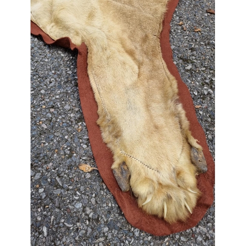 1548 - Taxidermy: a Lion skin rug, 250 x 195cm; together with another smaller Leopard skin example, (a.f.).... 