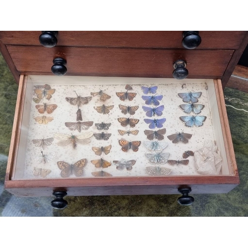 1006 - A miniature antique mahogany four drawer collector's chest, enclosing butterflies, remains of origin... 