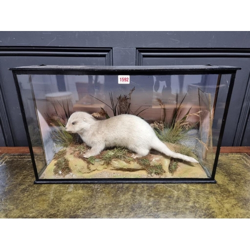 1592 - Taxidermy: a juvenile otter, in a glazed case, 37 x 61cm.