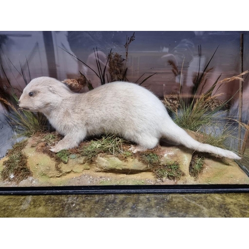 1592 - Taxidermy: a juvenile otter, in a glazed case, 37 x 61cm.