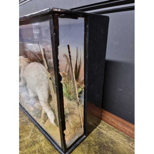 1592 - Taxidermy: a juvenile otter, in a glazed case, 37 x 61cm.