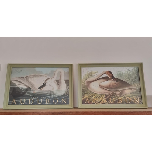 1227 - After John James Audubon, 'Trumpeter Swan', a pair, colour prints, 59 x 89cm, with painted gilt insc... 