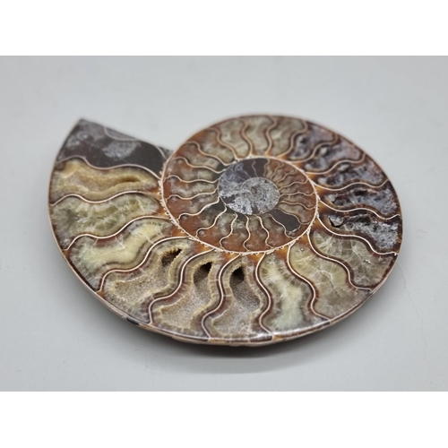 1229 - Natural History: an ammonite cross section, 18cm wide. 