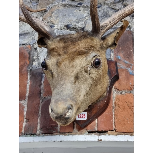 1225 - Taxidermy: a fallow deer head, on mahogany shield.  