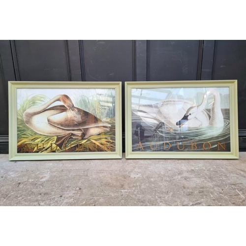 1227 - After John James Audubon, 'Trumpeter Swan', a pair, colour prints, 59 x 89cm, with painted gilt insc... 