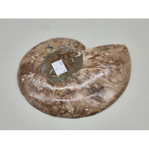 1229 - Natural History: an ammonite cross section, 18cm wide. 