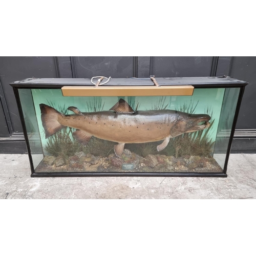 1340 - Taxidermy: a large and impressive Salmon, in a naturalistic setting, with enclosed label inscribed '... 