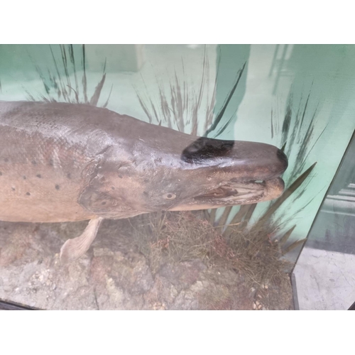 1340 - Taxidermy: a large and impressive Salmon, in a naturalistic setting, with enclosed label inscribed '... 