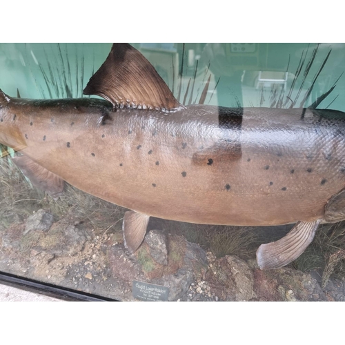 1340 - Taxidermy: a large and impressive Salmon, in a naturalistic setting, with enclosed label inscribed '... 