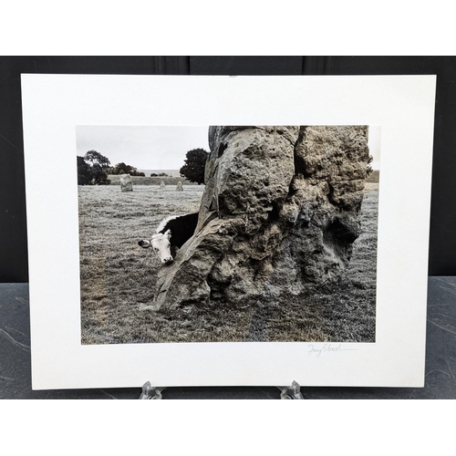 434 - FAY GODWIN (PHOTOGRAPHER 1931-2005): 'Avebury: Calf Looking Round': gelatin silver print, 16.5 x 22.... 