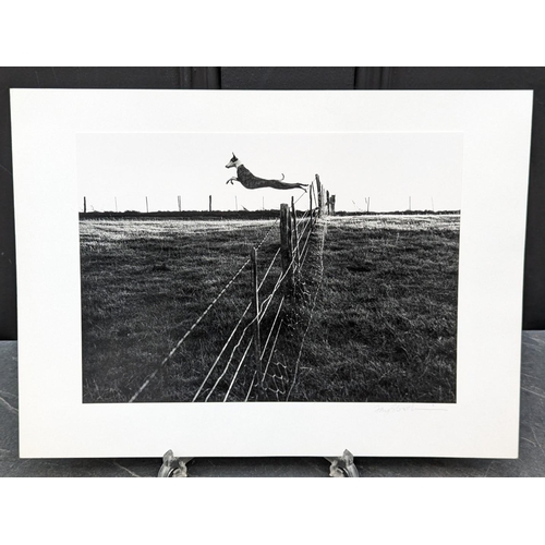 435 - FAY GODWIN (PHOTOGRAPHER 1931-2005): 'Leaping Lurcher': gelatin silver print, 23.5 x 17cm, mounted o... 