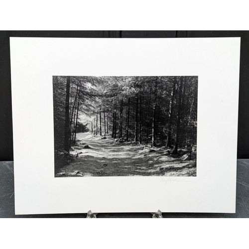 437 - FAY GODWIN (PHOTOGRAPHER 1931-2005): 'Wooded Path Above Llanfachreth': gelatin silver print, 16 x 23... 